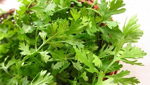  Coriander