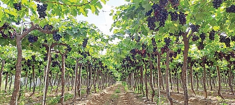 तरंगवाडी येथील द्राक्ष बागायतदार संपत बुट्टे यांची द्राक्षांनी लगडलेली बाग. 