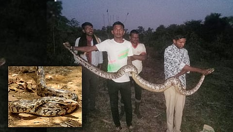 Python found in Washim : ९ फूट लांबीच्या अजगराला जीवदान; रासोयोच्या बचाव पथकाला यश