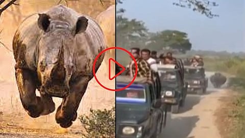 Rhinoceros Video  :  पळा…पळा… गेंडा आला, राष्ट्रीय उद्यानात पर्यटकांची पळता भुई थोडी (व्हिडीओ)