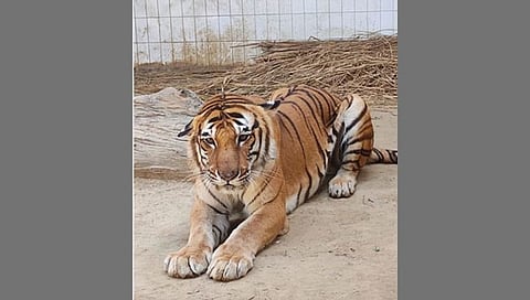 Tiger Kishan
