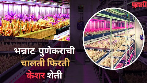 Video : या तरूणाने चक्क कंटेनरमध्ये फुलवलं केशराचं नंदनवन