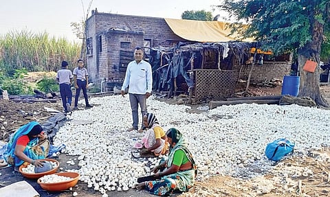 बावडा : पांढर्‍या कांद्यास चांगला दर!