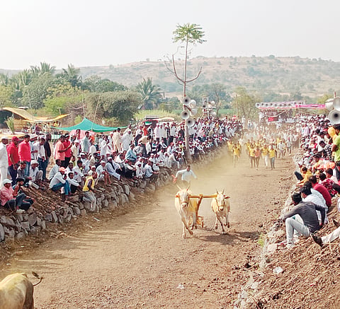 नगर : बैलगाडा शर्यतींवर धनिकांची ‘कमांड’