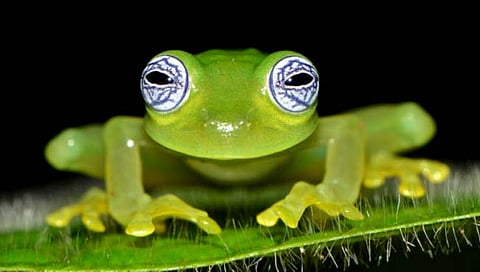 Glass Frog  