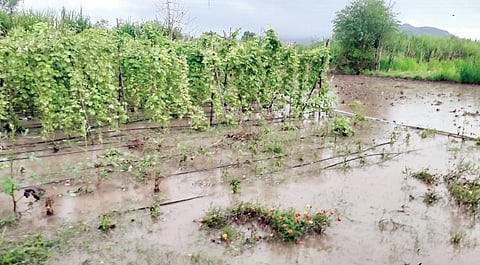 पारगाव : सरते वर्ष शेतकर्‍यांसाठी अतिनुकसानकारक; शासनानेही शेतकर्‍यांच्या तोंडाला पुसली पाने