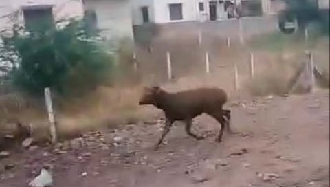 सांबराच्या एन्ट्रीने खळबळ  