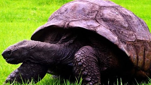 World's oldest tortoise