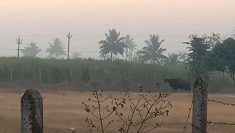 कोल्‍हापूर : जयसिंगपूर नांदणी परिसरात गवा आल्याने खळबळ
