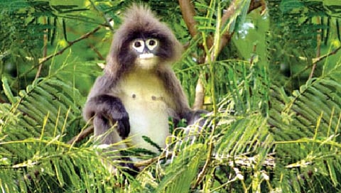 Fair Leaf Monkey  