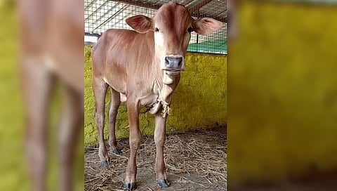 गायीचा खोंड चोरीला,www.pudhari.news