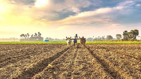 पावसाचा गुंगारा : अहमदनगर जिल्ह्यात पेरण्या खोळंबल्या; फक्त 228 हेक्टरवर पेरणी