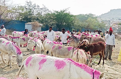 जेजुरी येथील गाढवांच्या बाजारात सुरू असलेली खरेदी-विक्री. 
