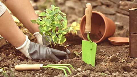 Gardening