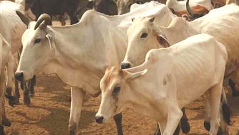 Cow slaughter 