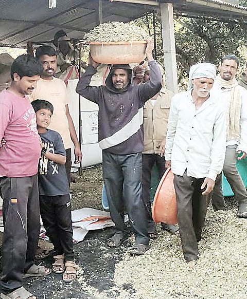 दूध उत्पादक शेतकर्‍यांना मुरघास ठरतोय वरदान; मुरघास तयार करण्याकडे शेतकर्‍यांचा कल