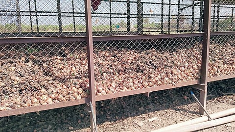 पारगाव : कांदा उत्पादक शेतकर्‍यांच्या डोळ्यांत पाणीच; बराकीत साठविलेल्या कांद्यांचा झाला कोळसा