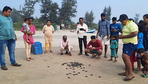 सिंधुदुर्ग : आचरा समुद्रात ऑलिव्ह रिडले कासवांच्या ७५ पिल्लांना समुद्रार्पण
