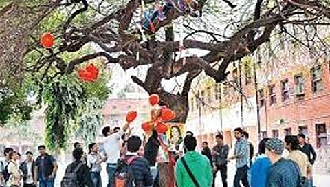 Virgin Tree  