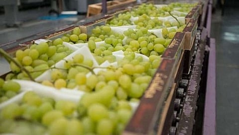 Sangli grape export