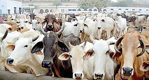 Allahabad HC on cow slaughter :