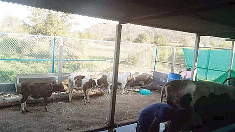 बिबट्याचा बंदोबस्त करा; अन्यथा भरपाई द्या