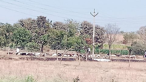 उंडवडी : चार्‍यासाठी मेंढपाळांची भटकंती