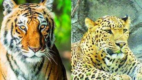 चंद्रपूर : सिंदेवाही वनपरिक्षेत्रात बिबट्या आणि वाघाची झुंज; बिबट्या ठार