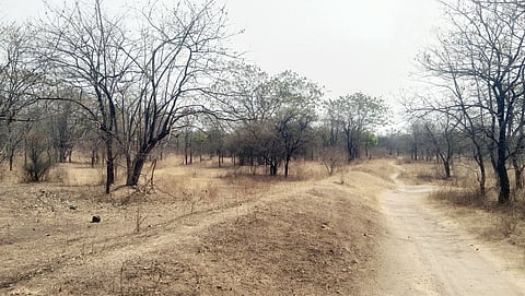 कोरेगाव भीमा : नरेश्वर मंदिर परिसरातील वनराईवर संकट