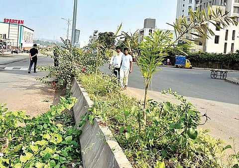 पुणे : गंज पेठेतील धोकादायक फांद्या छाटण्याची मागणी