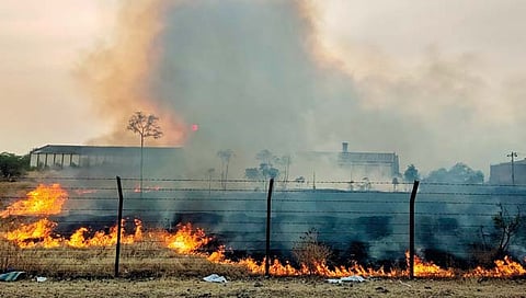 सांगली : महांकाली साखर कारखान्याच्या परिसरात आग, झाडे, झुडपे खाक