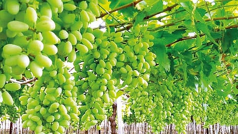 Nashik News : ढगाळ हवामानामुळे द्राक्ष बागायतदार चिंतेचे