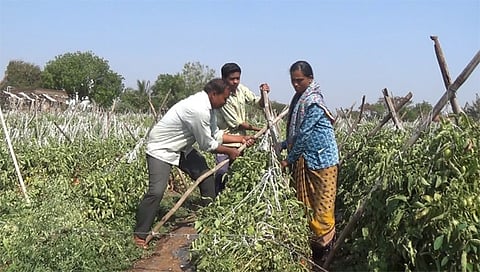 लासलगाव : अवकाळी पावसाने उभ्या टोमॅटोचा लाल चिखल झाल्याने उरलेसुरले पिक सावरताना टोमॅटोउत्पादक शेतकरी. (छाया : राकेश बोरा)
