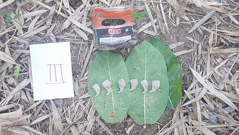 भंडारा: वाघाच्या मृत्यूप्रकरणी तिघांना अटक; वाघ नखे, हाडे जप्त