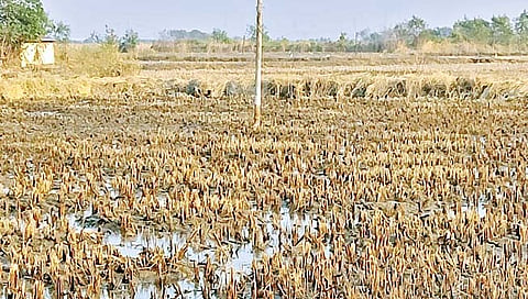 ‘सरकारने खारजमीन कायद्यात बदल करणे गरजेचे’