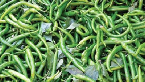 मिरची तिखट का असते? जाणून घ्‍या कारण