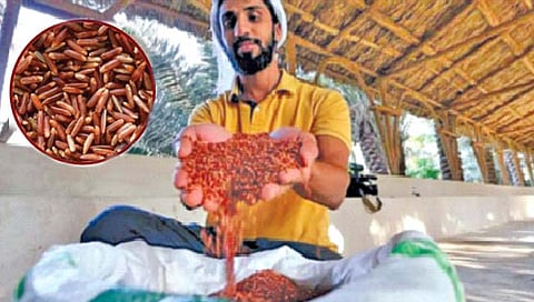 सर्वात महागडा तांदूळ : सौदी अरेबियाच्या वाळवंटात पिकतो; स्वादिष्ट, पोषणमूल्‍यांचा, जगभरातील श्रीमंत लोकांची मागणी