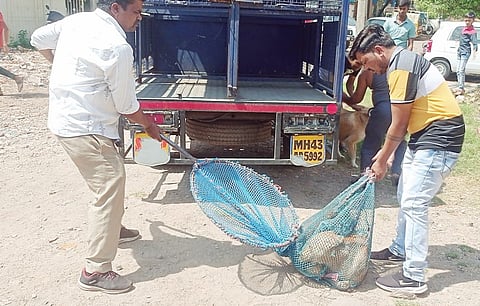 पिंपळे गुरव येथे मोकाट कुत्र्यांवर कारवाई