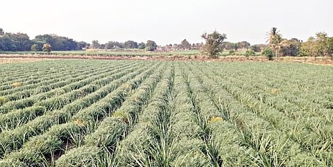 पुणे : राज्यात यंदा हरभरा उत्पादन येणार बंपर; 29 लाख हेक्टरवर पेरणी