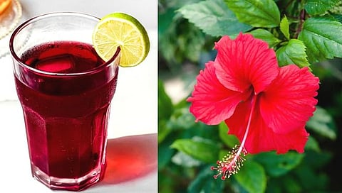 Jaswand Ice Tea