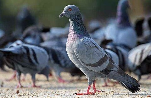 कबुतरांमुळे मानवी आरोग्यावर येतंय संकट; त्यांची विष्ठा ठरतेय स्वास्थ्यासाठी हानिकारक