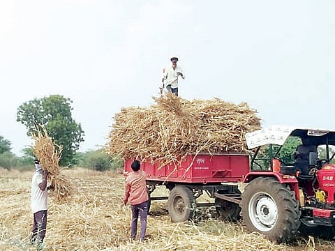 उंडवडी : पावसाच्या भीतीने वैरणीसाठी शेतकर्‍यांची लगबग