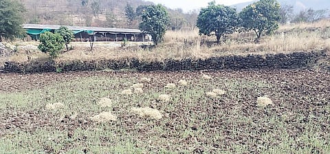 पानशेत खोर्‍याला अवकाळीने झोडपले; आंबाबागांसह रब्बी पिकांचे मोठे नुकसान