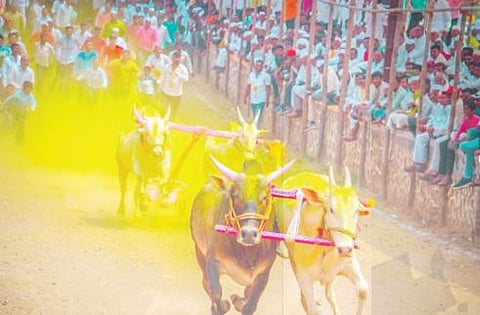 लोणी-धामणी : बैलगाडा शर्यतीमुळे रोजगार निर्मिती