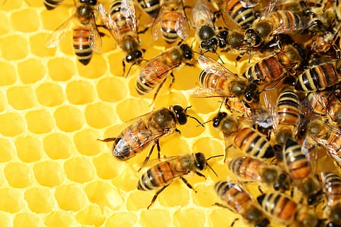 मोबाईलचा टॉर्च लावणं पडलं महागात ! मधमाशांनी केलेल्या हल्ल्यात पर्यटक जखमी