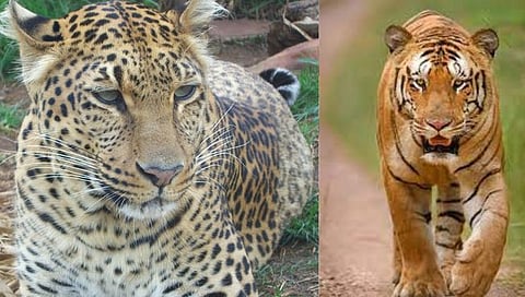 Leopard