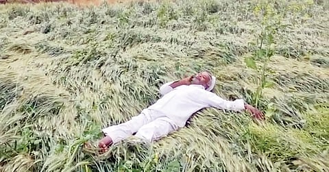 पुणे : अवकाळीचा पिकांना तडाखा; 5 जिल्ह्यांतील शेतकर्‍यांचे प्रचंड नुकसान