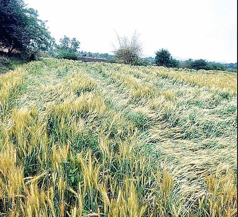 संगमनेर : पावसाने केली शेतकर्‍यांची ‘अवकळा’