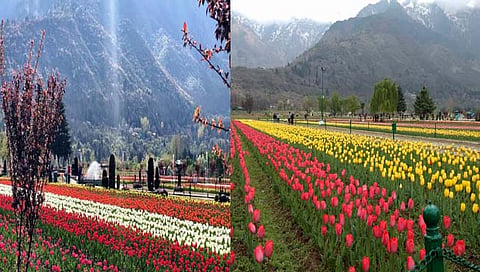 Tulip Garden opened  