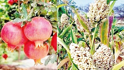 सोलापूर जिल्ह्यातील डाळिंब, ज्वारी सातासमुद्रापार; 20 फळे अन् भाजीपाल्यांना मिळाले जीआय मानाकंन